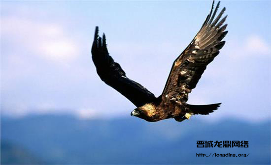 新站長知識(shí)之做優(yōu)化所具備的特質(zhì)